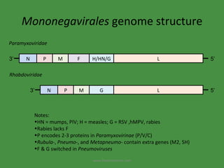 Mononegavirales  genome structure Paramyxoviridae Rhabdoviridae Notes: HN = mumps, PIV; H = measles; G = RSV ,hMPV, rabies Rabies lacks F P encodes 2-3 proteins in  Paramyxovirinae  (P/V/C) Rubula- ,  Pneumo- , and  Metapneumo-  contain extra genes (M2, SH) F & G switched in  Pneumoviruses www.freelivedoctor.com N P M F H/HN/G L 3’ 5’ N P M G L 3’ 5’ 