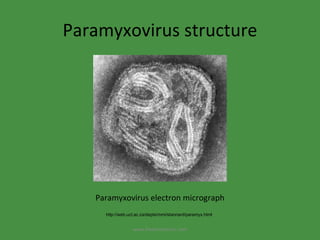 Paramyxovirus structure Paramyxovirus electron micrograph http://web.uct.ac.za/depts/mmi/stannard/paramyx.html www.freelivedoctor.com 