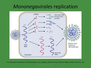 Mononegavirales  replication From Schaechter’s Mechanisms of Microbial Disease; 4 th  ed.; Engleberg, DiRita & Dermody; Lippincott, Williams & Wilkins; 2007; Fig.  34-2 www.freelivedoctor.com 