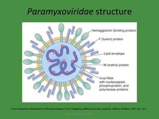 paramyxovirus structure