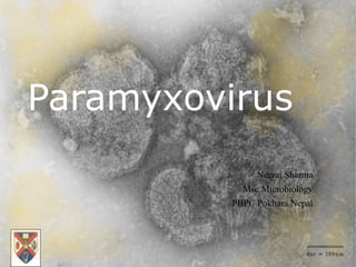 Paramyxovirus
Neeraj Sharma
Msc Microbiology
PBPC Pokhara Nepal
 