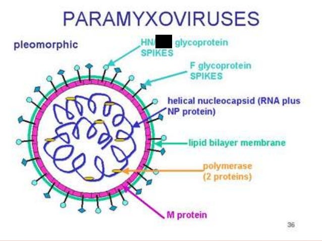 Mumps Virus Structure Shefalitayal