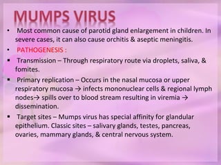 • Most common cause of parotid gland enlargement in children. In
severe cases, it can also cause orchitis & aseptic meningitis.
• PATHOGENESIS :
 Transmission – Through respiratory route via droplets, saliva, &
fomites.
 Primary replication – Occurs in the nasal mucosa or upper
respiratory mucosa → infects mononuclear cells & regional lymph
nodes→ spills over to blood stream resulting in viremia →
dissemination.
 Target sites – Mumps virus has special affinity for glandular
epithelium. Classic sites – salivary glands, testes, pancreas,
ovaries, mammary glands, & central nervous system.
 