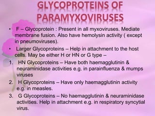 • F – Glycoprotein : Present in all myxoviruses. Mediate
membrane fusion. Also have hemolysin activity ( except
in pneumoviruses).
• Larger Glycoproteins – Help in attachment to the host
cells. May be either H or HN or G type –
1. HN Glycoproteins – Have both haemagglutinin &
neuraminidase activities e.g. in parainfluenza & mumps
viruses
2. H Glycoproteins – Have only haemagglutinin activity
e.g. in measles.
3. G Glycoproteins – No haemagglutinin & neuraminidase
activities. Help in attachment e.g. in respiratory syncytial
virus.
 
