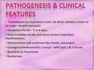 • Transmission by respiratory route ( By direct salivary contact or
by large – droplet aerosols).
• Incubation Period – 5 to 6 days.
• Virus multiplies locally and cause various respiratory
manifestations.
• Mild common cold syndrome like rhinitis, pharyngitis.
• Laryngotracheobronchitis ( croup) – with type 1 & 2 viruses.
• Bronchitis & Pneumonia
• Reinfection.
 