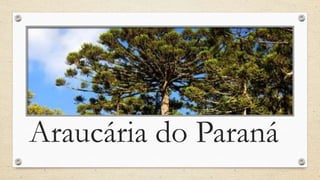 Araucária do Paraná
 