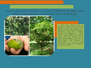 Nativa da mata atlântica, a árvore frutífera é também uma
planta ornamental, mas está sob risco de extinção
Um bom motivo para se
produzir o Cambuci é que a vistosa
planta na qual ele frutifica, com
flores brancas e folhas pequenas e
brilhantes, está sob constante
ameaça de desaparecer – assim
como a mata atlântica, de onde é
nativa. Mas seu atrativo não é
unicamente ecológico, pois a árvore
pode deixar mais bonitas as
propriedades, e seus frutos
suculentos rendem bom ingrediente
para sucos e doces.
 