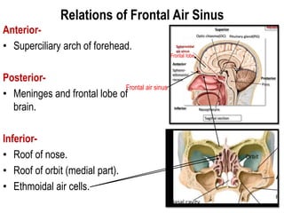 Relations of Frontal Air Sinus
Anterior-
• Superciliary arch of forehead.
Posterior-
• Meninges and frontal lobe of
brain.
Inferior-
• Roof of nose.
• Roof of orbit (medial part).
• Ethmoidal air cells.
Frontal air sinus
Frontal lobe
 