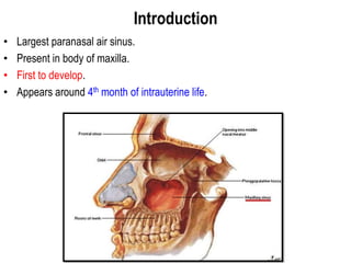 Introduction
• Largest paranasal air sinus.
• Present in body of maxilla.
• First to develop.
• Appears around 4th month of intrauterine life.
 