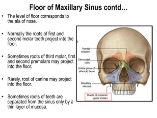 Floor of Maxillary Sinus contd…
• The level of floor corresponds to
the ala of nose.
• Normally the roots of first and
second molar teeth project into the
floor.
• Sometimes roots of third molar, first
and second premolars may project
into the floor.
• Rarely, root of canine may project
into the floor.
• Sometimes roots of teeth are
separated from the sinus only by a
thin layer of mucosa.
 
