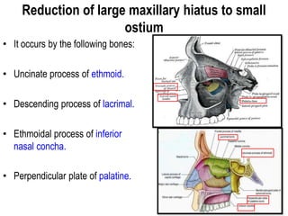 Reduction of large maxillary hiatus to small
ostium
• It occurs by the following bones:
• Uncinate process of ethmoid.
• Descending process of lacrimal.
• Ethmoidal process of inferior
nasal concha.
• Perpendicular plate of palatine.
 