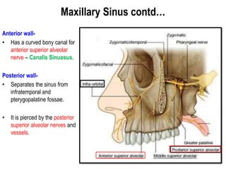 Maxillary Sinus contd…
Anterior wall-
• Has a curved bony canal for
anterior superior alveolar
nerve – Canalis Sinuosus.
Posterior wall-
• Separates the sinus from
infratemporal and
pterygopalatine fossae.
• It is pierced by the posterior
superior alveolar nerves and
vessels.
 