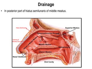 Drainage
• In posterior part of hiatus semilunaris of middle meatus.
Hiatus Semilunaris
Opening of
Maxillary Sinus
 
