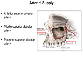 Arterial Supply
• Anterior superior alveolar
artery.
• Middle superior alveolar
artery.
• Posterior superior alveolar
artery.
 