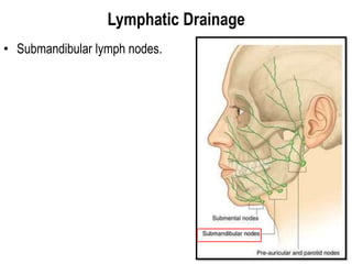 Lymphatic Drainage
• Submandibular lymph nodes.
 
