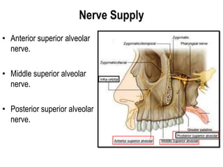 Nerve Supply
• Anterior superior alveolar
nerve.
• Middle superior alveolar
nerve.
• Posterior superior alveolar
nerve.
 