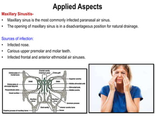 Applied Aspects
Maxillary Sinusitis-
• Maxillary sinus is the most commonly infected paranasal air sinus.
• The opening of maxillary sinus is in a disadvantageous position for natural drainage.
Sources of infection:
• Infected nose.
• Carious upper premolar and molar teeth.
• Infected frontal and anterior ethmoidal air sinuses.
 