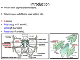 Introduction
 Present within labyrinth of ethmoid bone.
 Between upper part of lateral nasal wall and orbit.
 3 groups:
• Anterior (up to 11 air cells).
• Middle (1-3 air cells).
• Posterior (1-7 air cells).
 