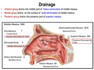 Drainage
• Anterior group drains into middle part of hiatus seminularis of middle meatus.
• Middle group drains on the surface of bulla ethmoidalis of middle meatus.
• Posterior group drains into posterior part of superior meatus.
 