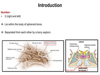 Introduction
Number-
• 2 (right and left)
 Lie within the body of sphenoid bone.
 Separated from each other by a bony septum.
Bony Septum
 