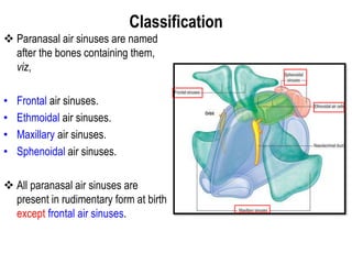 Classification
 Paranasal air sinuses are named
after the bones containing them,
viz,
• Frontal air sinuses.
• Ethmoidal air sinuses.
• Maxillary air sinuses.
• Sphenoidal air sinuses.
 All paranasal air sinuses are
present in rudimentary form at birth
except frontal air sinuses.
 