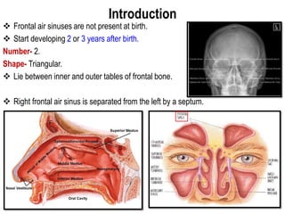 Introduction
 Frontal air sinuses are not present at birth.
 Start developing 2 or 3 years after birth.
Number- 2.
Shape- Triangular.
 Lie between inner and outer tables of frontal bone.
 Right frontal air sinus is separated from the left by a septum.
 
