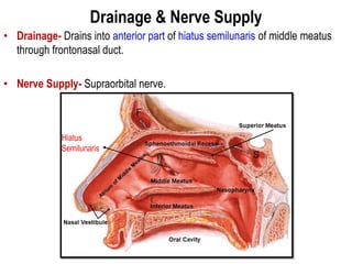 Drainage & Nerve Supply
• Drainage- Drains into anterior part of hiatus semilunaris of middle meatus
through frontonasal duct.
• Nerve Supply- Supraorbital nerve.
Hiatus
Semilunaris
 