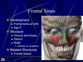 Frontal Sinus Development Paranasal sinus-2002-01-slides | PDF
