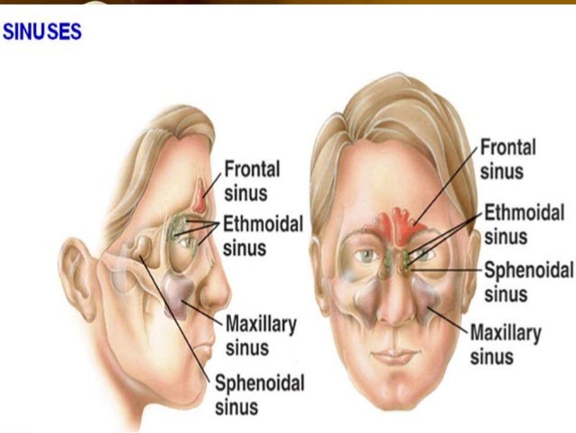 paranasal sinuses