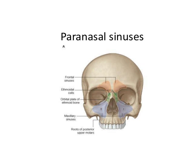 Paranasal Sinuses Paranasal Sinuses
