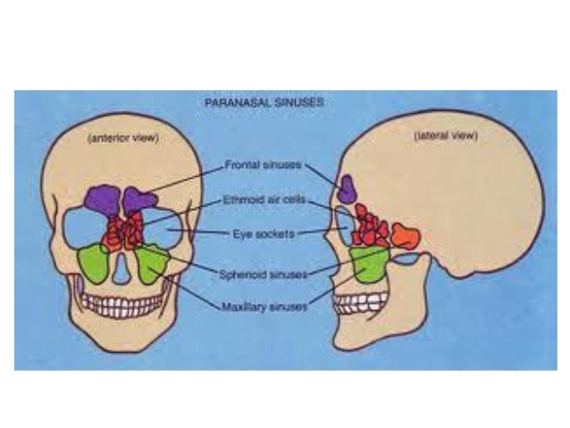 Paranasal Sinuses