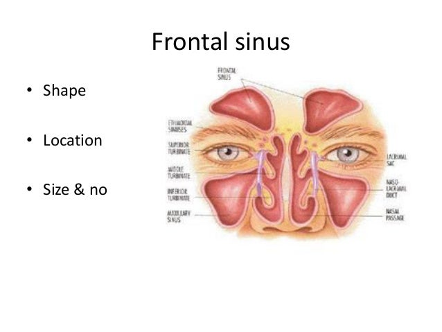 paranasal sinuses