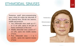 ETHMOIDAL SINUSES 14
Numerous small inter-communicating
space which lie within the labyrinth of
the ethmoid bone. Divide into anterior,
middle and posterior
 Ant. Ethmoidal sinus made up of 1
to 12 air cells, opens in ant part of
hiatus semilunaris of the nose
 Middle ethmoidal sinus consist of 7
air cells, opens into middle meatus
of nose.
 Post. Ethmoidal sinus – 1 to 7
aircells , opens into superior meatus
of nose.
 