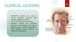 CLINICAL ANATOMY 16
o SINUSITIS- infection of a sinus. It
Causes- headache, persistent thick
purulent discharge from nose
o It is of two types acute and chronic
o Maxillary sinusitis most commonly
involved. since drainage of the sinus is
difficult hence it is drained surgically by
either through antrum puncture or
Caldwell-Luc operation.
 