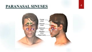 PARANASAL SINUSES 4
 