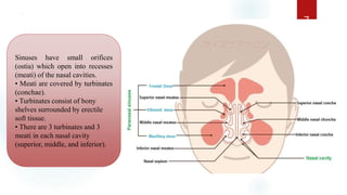 ` 7
Sinuses have small orifices
(ostia) which open into recesses
(meati) of the nasal cavities.
• Meati are covered by turbinates
(conchae).
• Turbinates consist of bony
shelves surrounded by erectile
soft tissue.
• There are 3 turbinates and 3
meati in each nasal cavity
(superior, middle, and inferior).
 