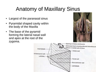 Anatomy of Maxillary Sinus
● Largest of the paranasal sinus
● Pyramidal shaped cavity within
the body of the Maxilla
● The base of the pyramid
forming the lateral nasal wall
and apex at the root of the
zygoma.
 