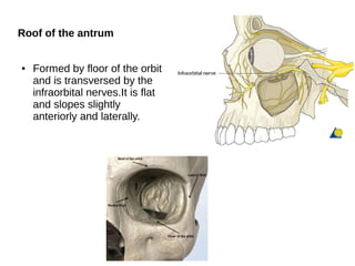Roof of the antrum
● Formed by floor of the orbit
and is transversed by the
infraorbital nerves.It is flat
and slopes slightly
anteriorly and laterally.
 