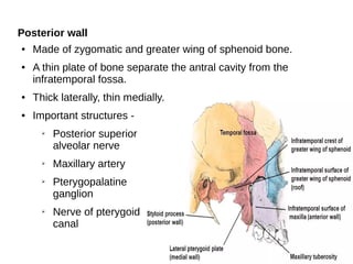 Posterior wall
● Made of zygomatic and greater wing of sphenoid bone.
● A thin plate of bone separate the antral cavity from the
infratemporal fossa.
● Thick laterally, thin medially.
● Important structures -
➢ Posterior superior
alveolar nerve
➢ Maxillary artery
➢ Pterygopalatine
ganglion
➢ Nerve of pterygoid
canal
 