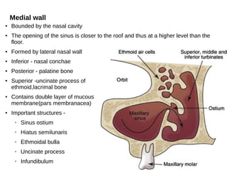 Medial wall
● Bounded by the nasal cavity
● The opening of the sinus is closer to the roof and thus at a higher level than the
floor.
● Formed by lateral nasal wall
● Inferior - nasal conchae
● Posterior - palatine bone
● Superior -uncinate process of
ethmoid,lacrimal bone
● Contains double layer of mucous
membrane(pars membranacea)
● Important structures -
➢ Sinus ostium
➢ Hiatus semilunaris
➢ Ethmoidal bulla
➢ Uncinate process
➢ Infundibulum
 