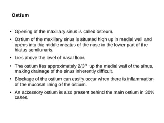 Ostium
● Opening of the maxillary sinus is called osteum.
● Ostium of the maxillary sinus is situated high up in medial wall and
opens into the middle meatus of the nose in the lower part of the
hiatus semilunaris.
● Lies above the level of nasal floor.
●
The ostium lies approximately 2/3rd
up the medial wall of the sinus,
making drainage of the sinus inherently difficult.
● Blockage of the ostium can easily occur when there is inflammation
of the mucosal lining of the ostium.
● An accessory ostium is also present behind the main ostium in 30%
cases.
 