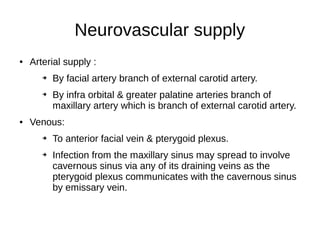 Neurovascular supply
● Arterial supply :
➔ By facial artery branch of external carotid artery.
➔ By infra orbital & greater palatine arteries branch of
maxillary artery which is branch of external carotid artery.
● Venous:
➔ To anterior facial vein & pterygoid plexus.
➔ Infection from the maxillary sinus may spread to involve
cavernous sinus via any of its draining veins as the
pterygoid plexus communicates with the cavernous sinus
by emissary vein.
 