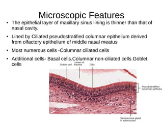 Microscopic Features
● The epithelial layer of maxillary sinus lining is thinner than that of
nasal cavity.
● Lined by Ciliated pseudostratified columnar epithelium derived
from olfactory epithelium of middle nasal meatus
● Most numerous cells -Columnar ciliated cells
● Additional cells- Basal cells,Columnar non-ciliated cells,Goblet
cells
 