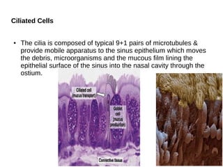 Ciliated Cells
● The cilia is composed of typical 9+1 pairs of microtubules &
provide mobile apparatus to the sinus epithelium which moves
the debris, microorganisms and the mucous film lining the
epithelial surface of the sinus into the nasal cavity through the
ostium.
 