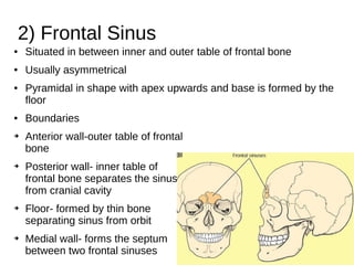 2) Frontal Sinus
● Situated in between inner and outer table of frontal bone
● Usually asymmetrical
● Pyramidal in shape with apex upwards and base is formed by the
floor
● Boundaries
➔ Anterior wall-outer table of frontal
bone
➔ Posterior wall- inner table of
frontal bone separates the sinus
from cranial cavity
➔ Floor- formed by thin bone
separating sinus from orbit
➔ Medial wall- forms the septum
between two frontal sinuses
 