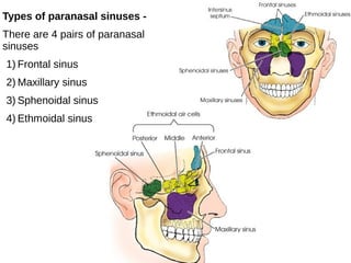 Types of paranasal sinuses -
There are 4 pairs of paranasal
sinuses
1) Frontal sinus
2) Maxillary sinus
3) Sphenoidal sinus
4) Ethmoidal sinus
 