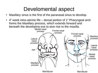 Develomental aspect
● Maxillary sinus is the first of the paranasal sinus to develop.
●
4th
week intra-uterine life – dorsal portion of 1st
Pharyngeal arch
forms the Maxillary process, which extends forward and
beneath the developing eye to give rise to the maxilla.
 