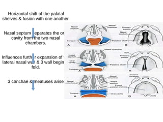 Horizontal shift of the palatal
shelves & fusion with one another.
Nasal septum separates the oral
cavity from the two nasal
chambers.
Influences further expansion of the
lateral nasal wall & 3 wall begin to
fold.
3 conchae & meatuses arise
 