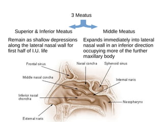 Superior & Inferior Meatus
Remain as shallow depressions
along the lateral nasal wall for
first half of I.U. life
3 Meatus
Middle Meatus
Expands immediately into lateral
nasal wall in an inferior direction
occupying more of the further
maxillary body
 