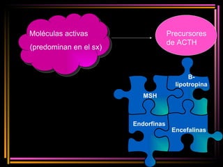 Moléculas activas (predominan en el sx) Precursores de ACTH MSH Β -lipotropina Endorfinas Encefalinas 